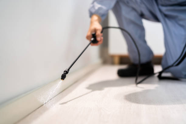 Licensed Wasp Removal service in Decatur, AR - Show Me Pest Control